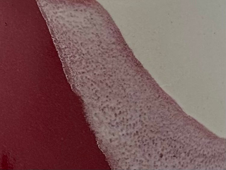 Simia Gedecktasse groß